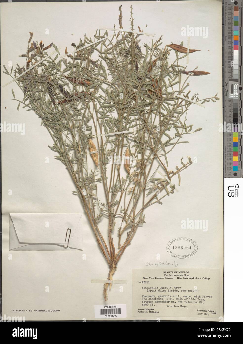 Astragalus casei A Gray Astragalus casei A Gray. Stock Photo
