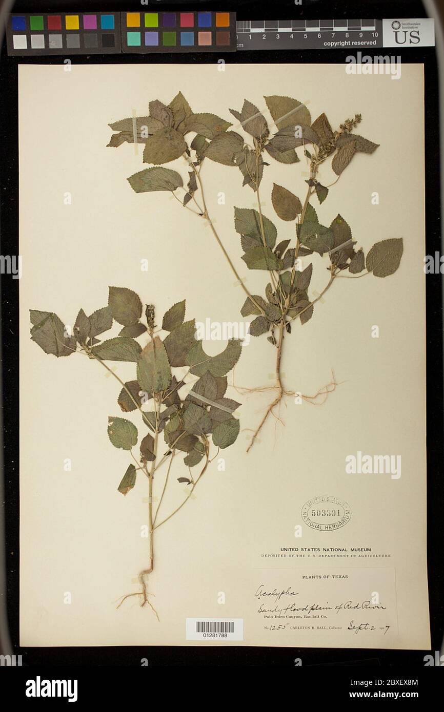 Acalypha ostryifolia Ridd Acalypha ostryifolia Ridd. Stock Photo