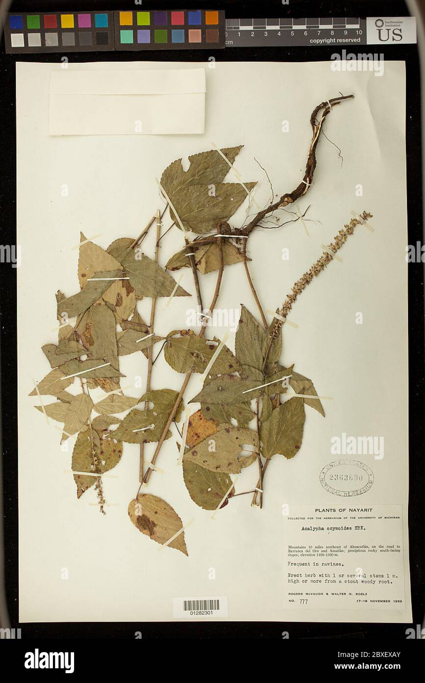 Acalypha ocymoides Kunth Acalypha ocymoides Kunth. Stock Photo
