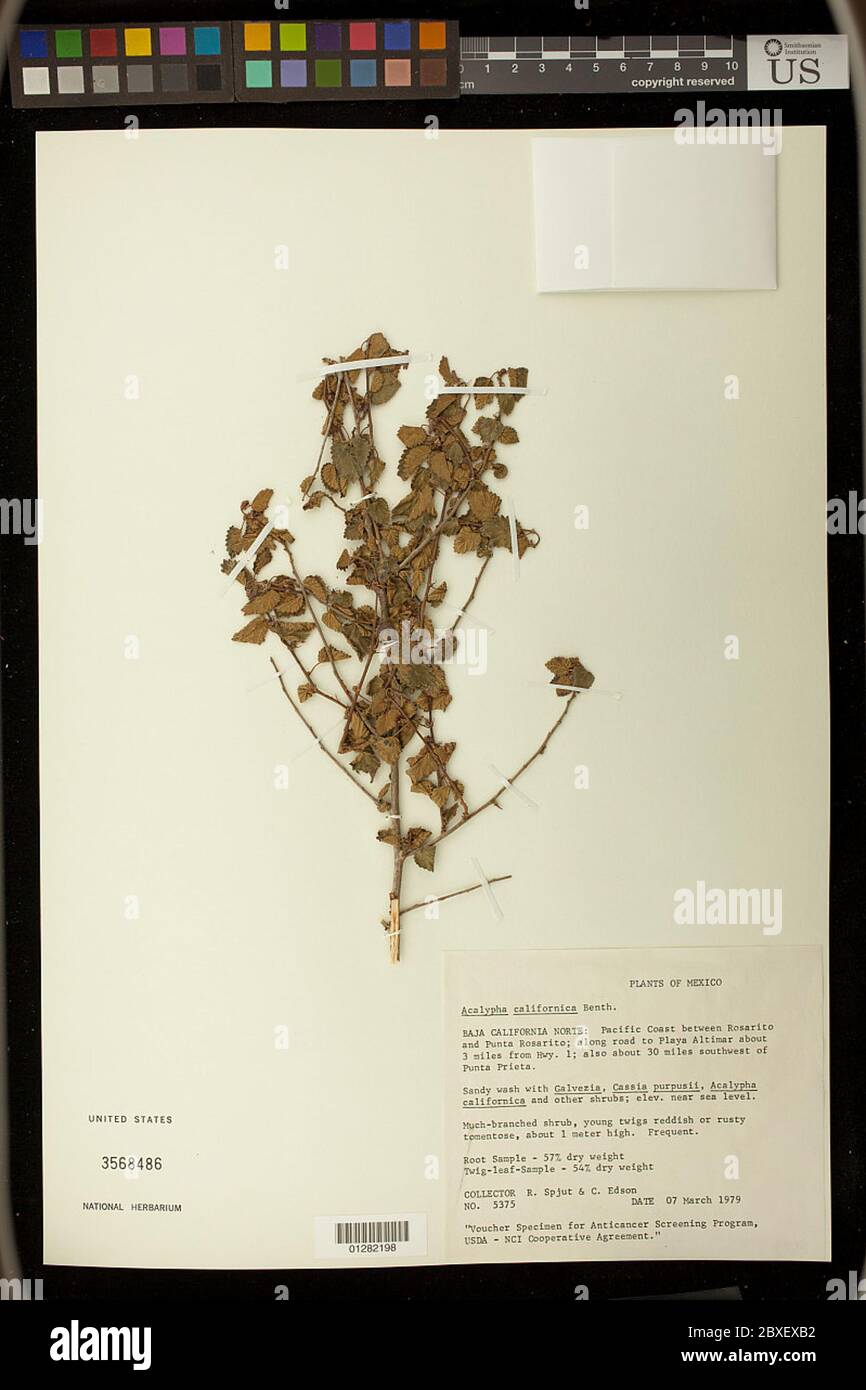 Acalypha californica Benth Acalypha californica Benth. Stock Photo