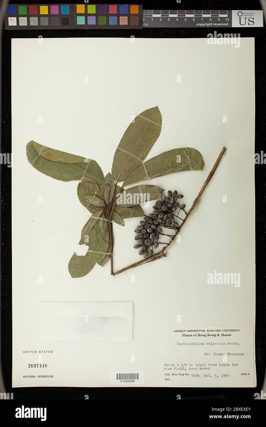 Daphniphyllum calycinum Benth Daphniphyllum calycinum Benth. Stock Photo