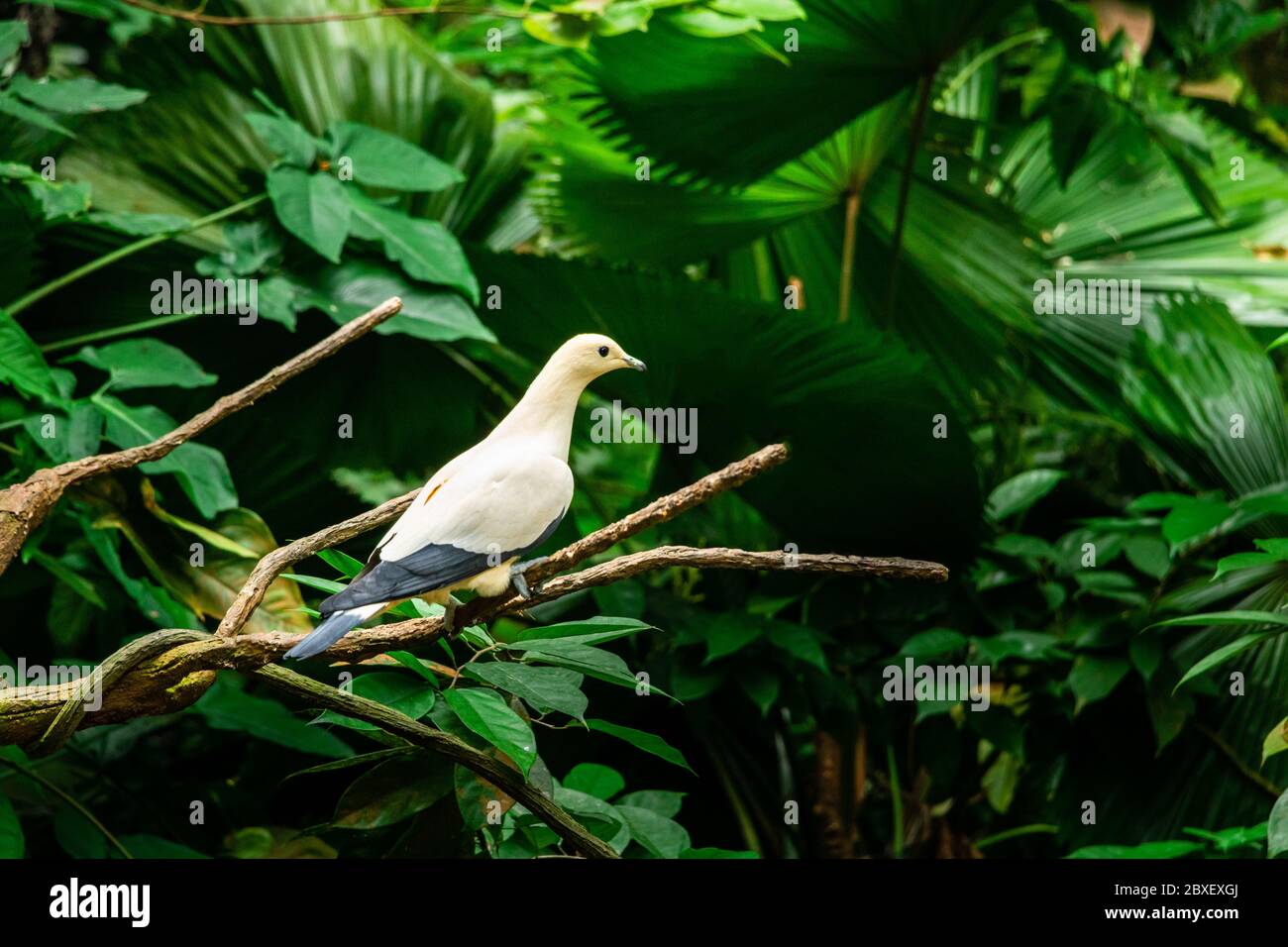 The pied imperial pigeon (Ducula bicolor) is a relatively large, pied species of pigeon. It is found in forest, woodland, mangrove, plantations Stock Photo