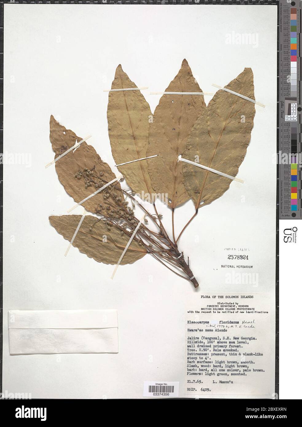 Elaeocarpus floridanus Hemsl Elaeocarpus floridanus Hemsl. Stock Photo