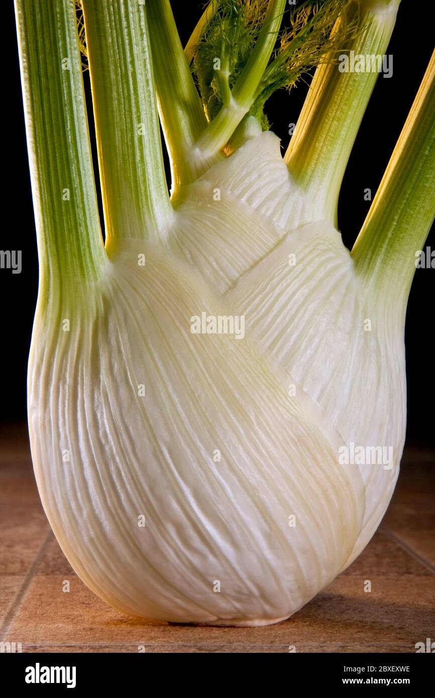 Fennel - an aromatic yellow-flowered European plant of the parsley family. It is a highly aromatic and flavorful herb with culinary and medicinal uses Stock Photo