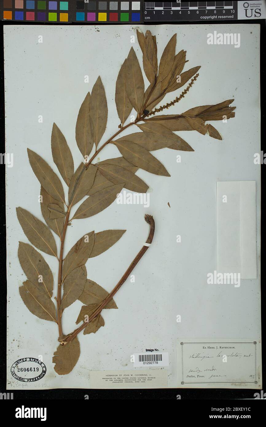 Stillingia lanceolata Nutt Stillingia lanceolata Nutt. Stock Photo