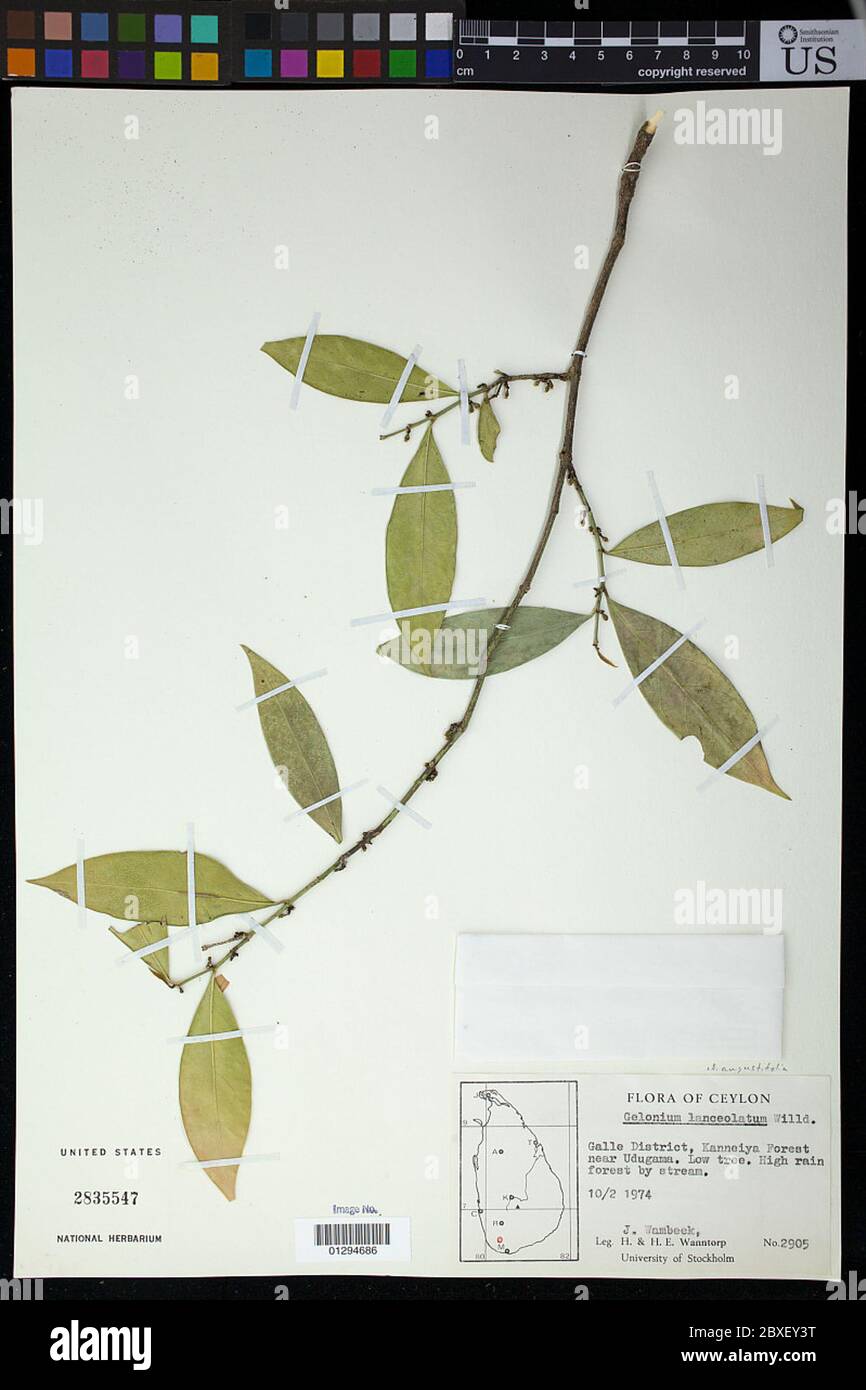 Suregada angustifolia Mll Arg Airy Shaw Suregada angustifolia Mll Arg Airy Shaw. Stock Photo