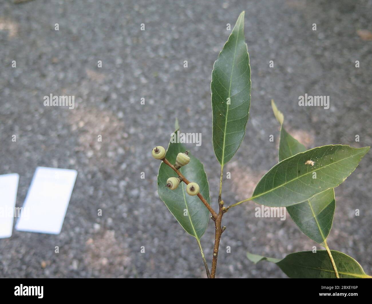 Quercus salicina Blume Quercus salicina Blume. Stock Photo