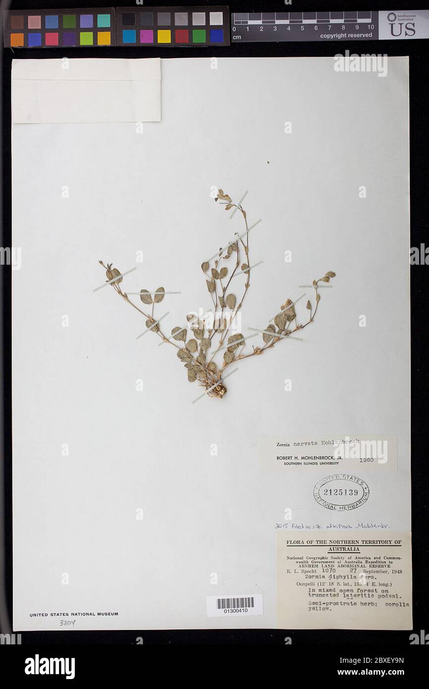 Zornia albiflora Mohlenbr Zornia albiflora Mohlenbr. Stock Photo