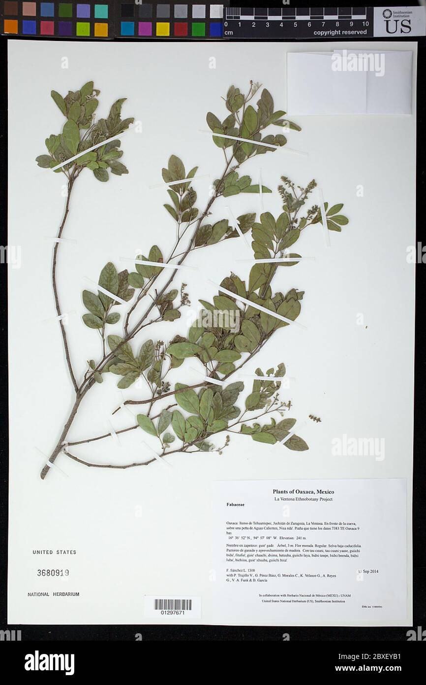 Lonchocarpus lanceolatus Benth Lonchocarpus lanceolatus Benth. Stock Photo
