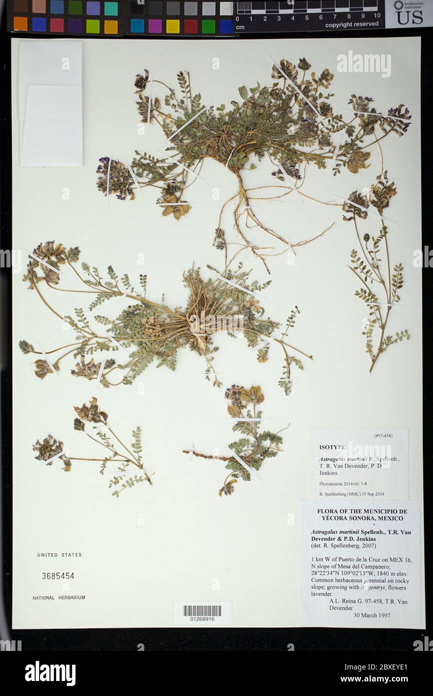 Astragalus martinii Spellenb et al Astragalus martinii Spellenb et al. Stock Photo