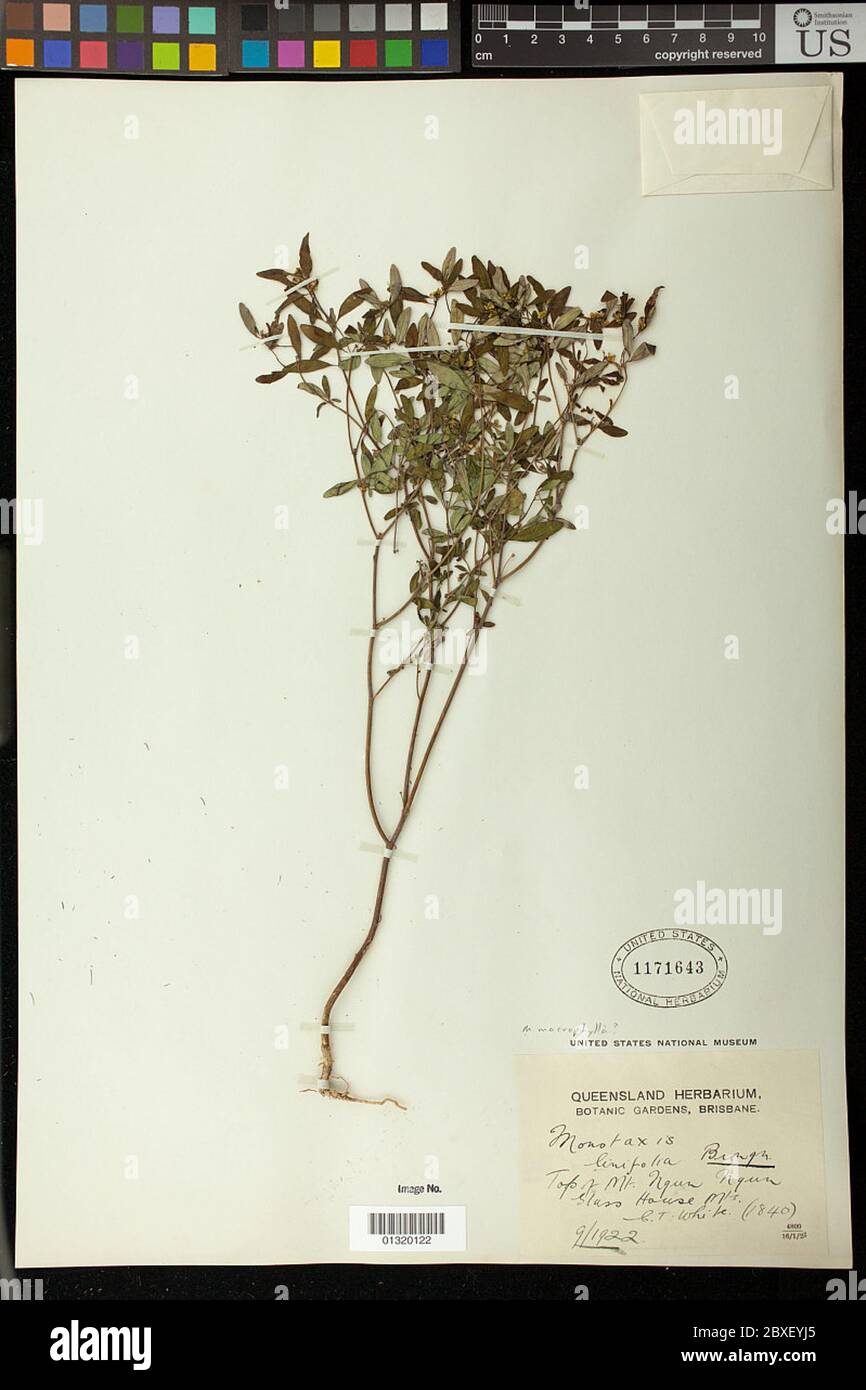 Monotaxis macrophylla Benth Monotaxis macrophylla Benth. Stock Photo