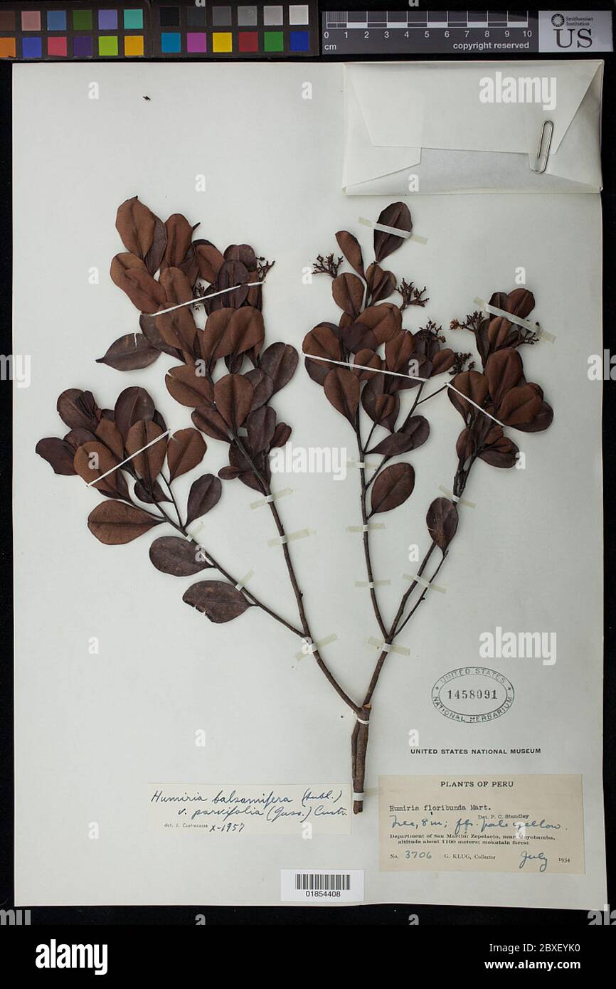 Humiria balsamifera var parvifolia Humiria balsamifera var parvifolia. Stock Photo