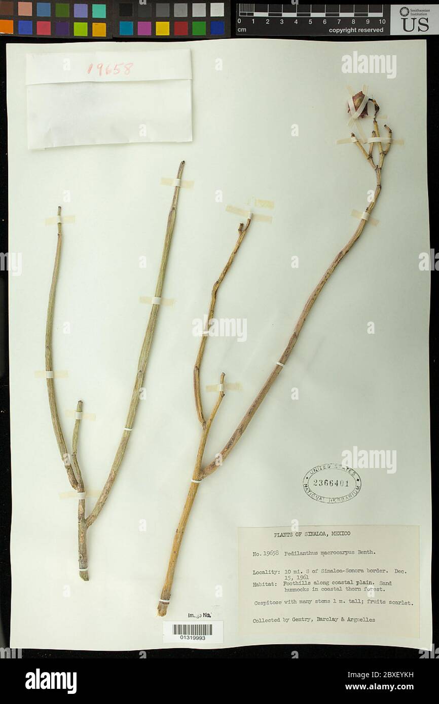 Pedilanthus macrocarpus Benth Pedilanthus macrocarpus Benth. Stock Photo
