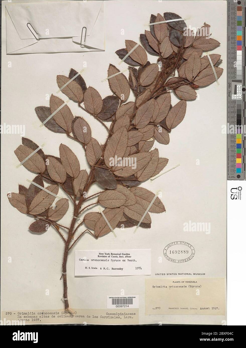 Chamaecrista orenocensis Spruce ex Benth HS Irwin Barneby Chamaecrista orenocensis Spruce ex Benth HS Irwin Barneby. Stock Photo