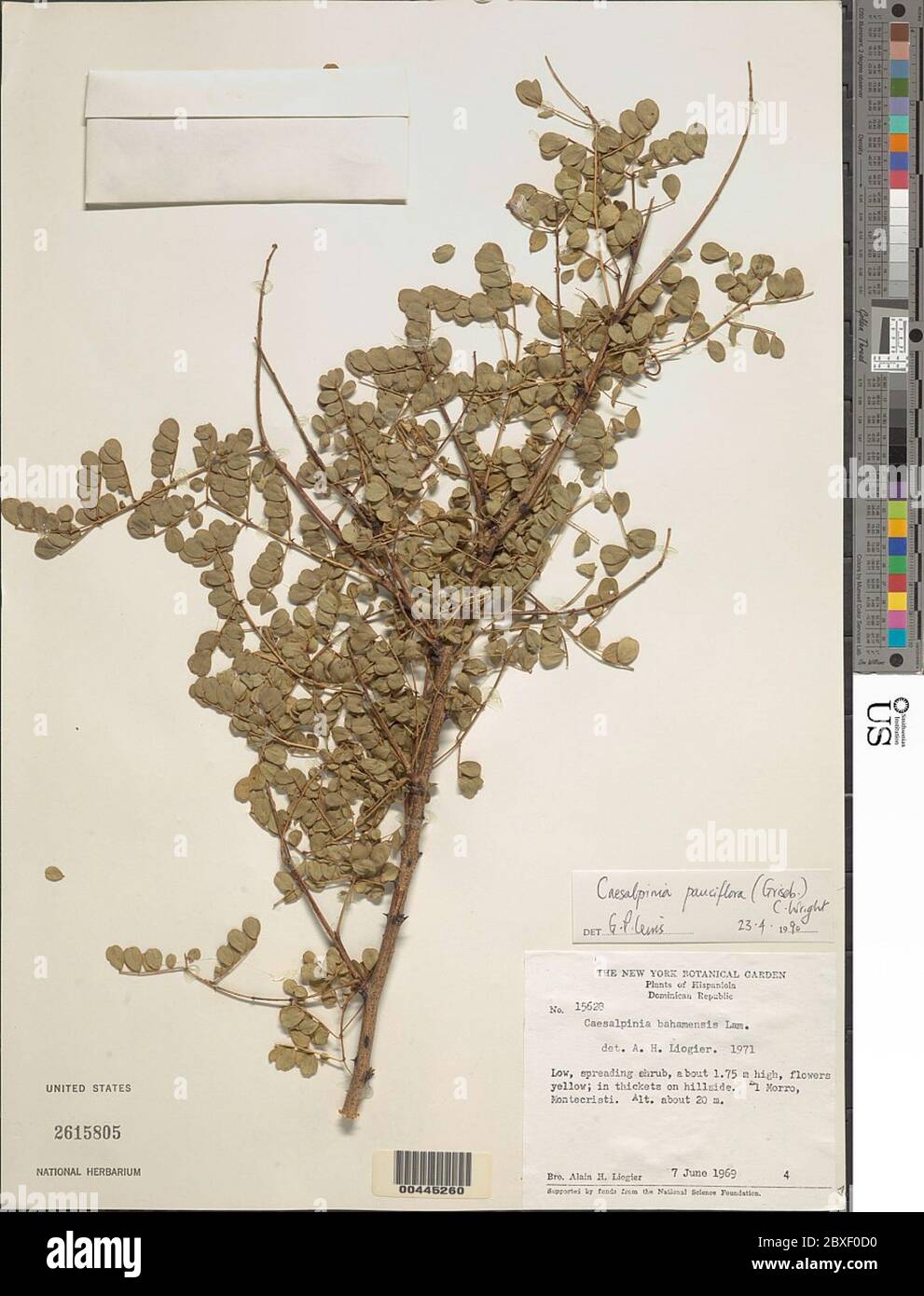 Caesalpinia pauciflora Griseb C Wright Caesalpinia pauciflora Griseb C Wright. Stock Photo