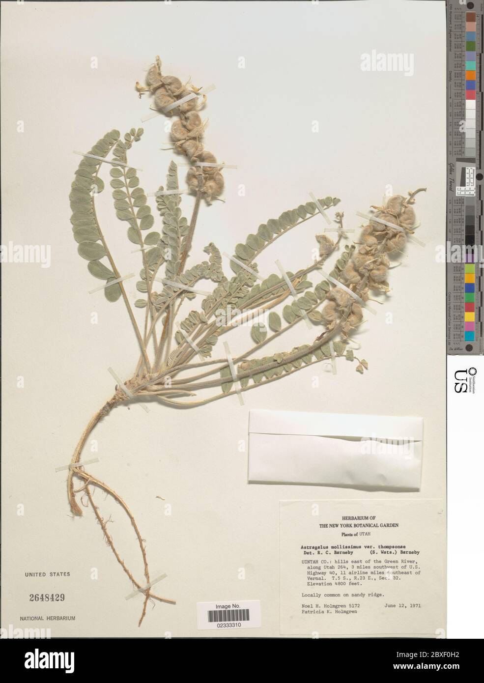Astragalus mollissimus var thompsoniae Astragalus mollissimus var thompsoniae. Stock Photo
