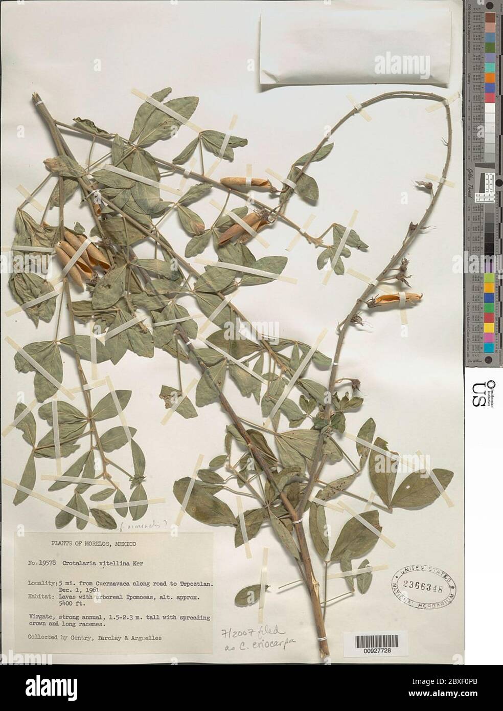 Crotalaria eriocarpa Benth Crotalaria eriocarpa Benth. Stock Photo