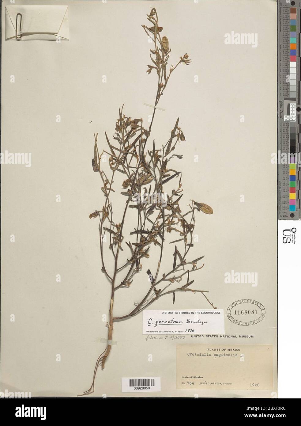 Crotalaria quercetorum Brandegee Crotalaria quercetorum Brandegee. Stock Photo