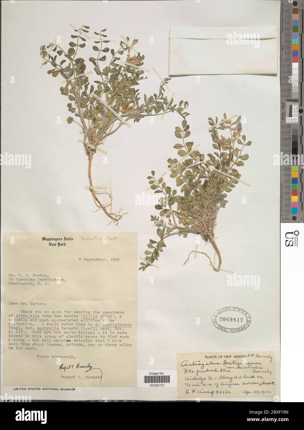 Astragalus lentiginosus var australis Barneby Astragalus lentiginosus var australis Barneby. Stock Photo
