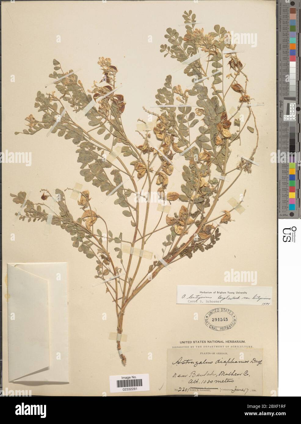 Astragalus lentiginosus var vitreus Barneby Astragalus lentiginosus var vitreus Barneby. Stock Photo