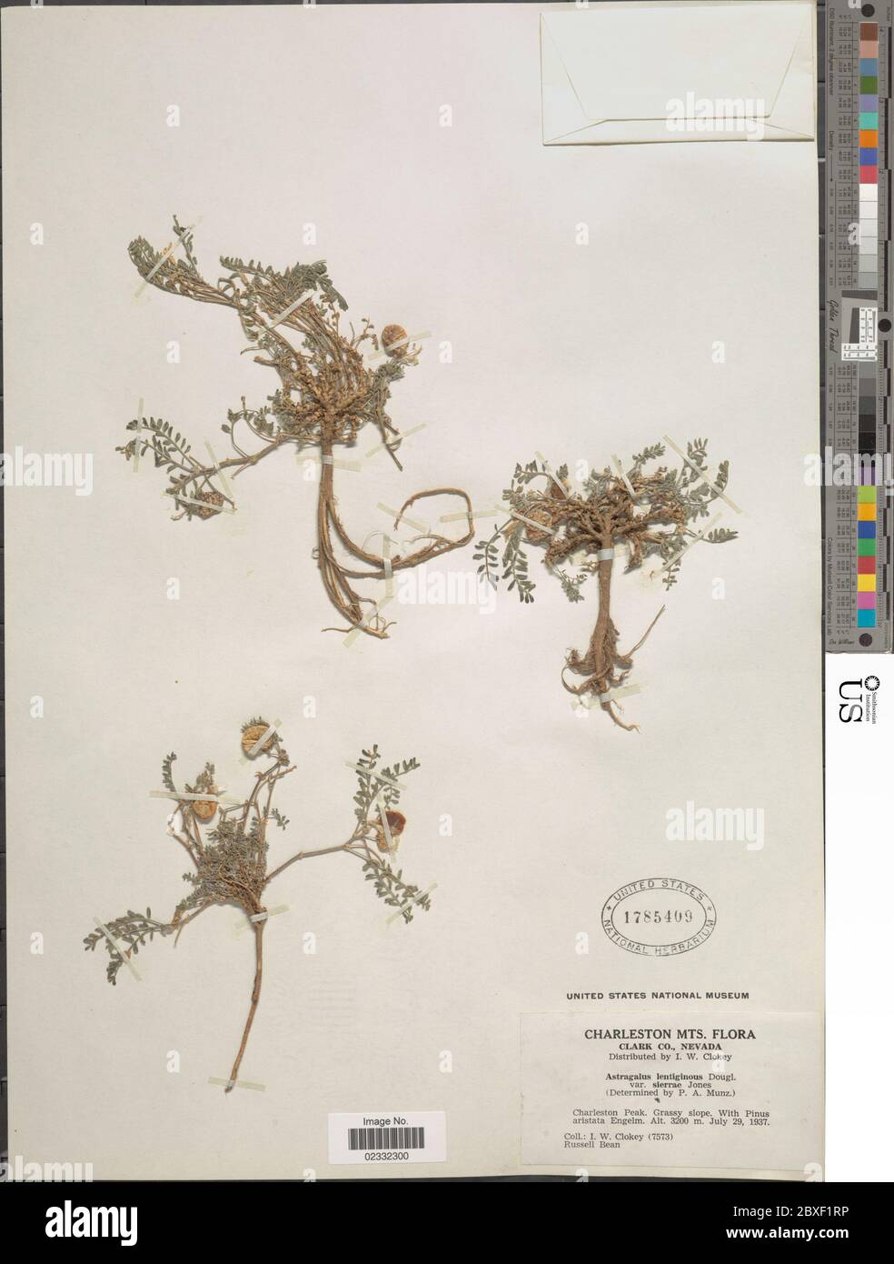 Astragalus lentiginosus var sierrae ME Jones Astragalus lentiginosus var sierrae ME Jones. Stock Photo