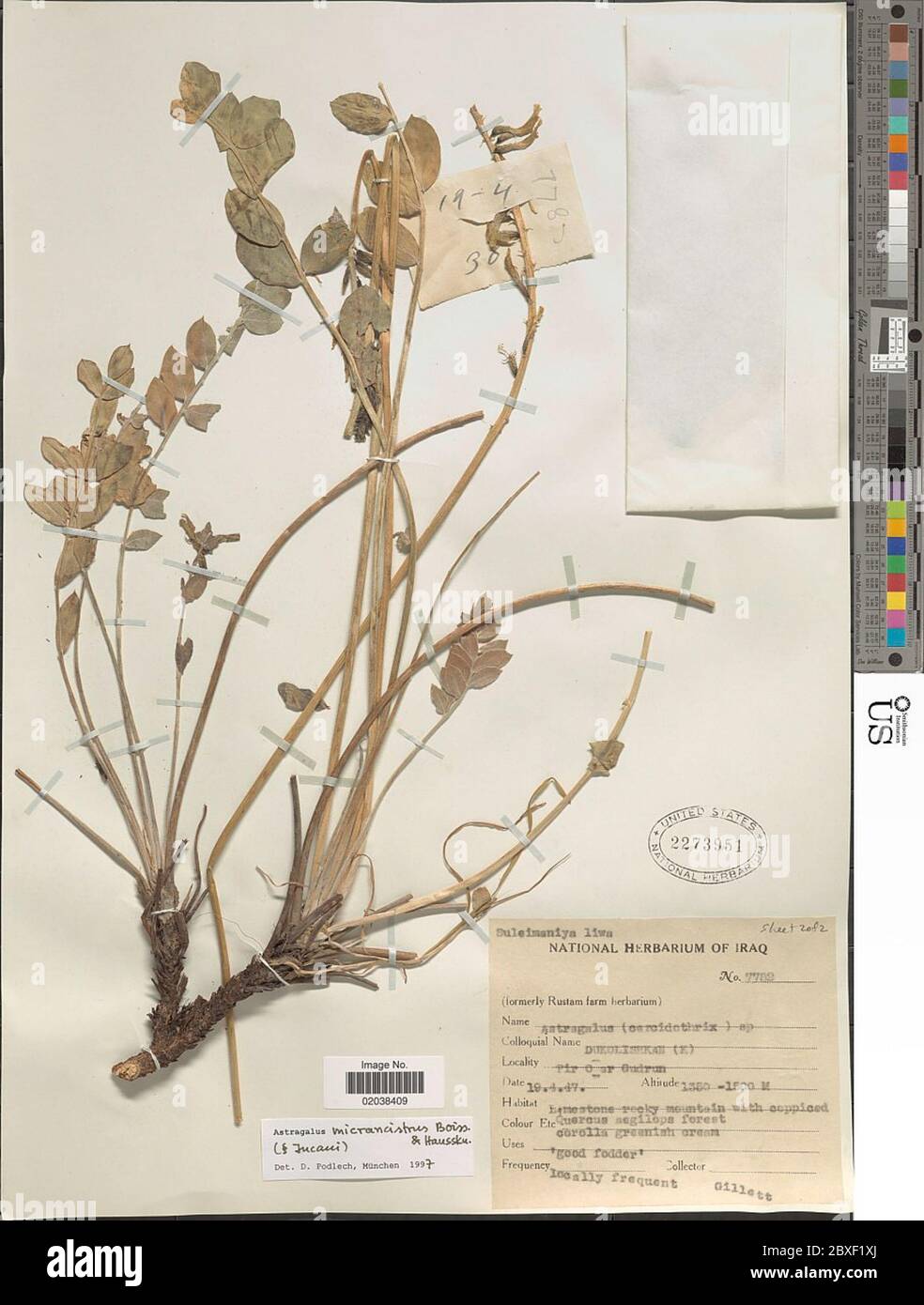 Astragalus micrancistrus Boiss Hausskn Astragalus micrancistrus Boiss Hausskn. Stock Photo