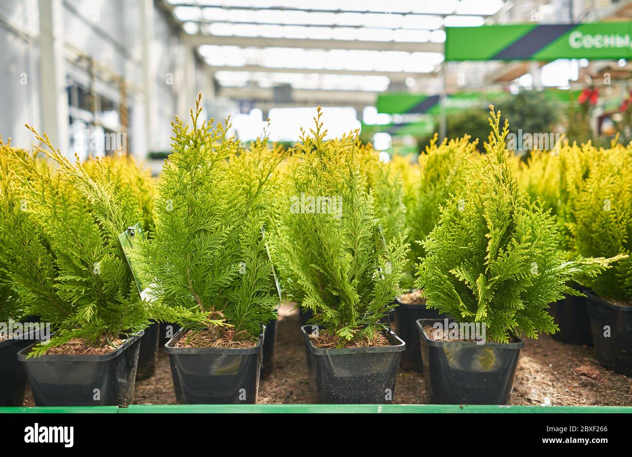coniferous seedlings in a garden store Stock Photo