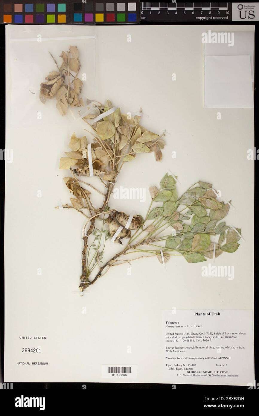 Astragalus scariosus Benth Astragalus scariosus Benth. Stock Photo