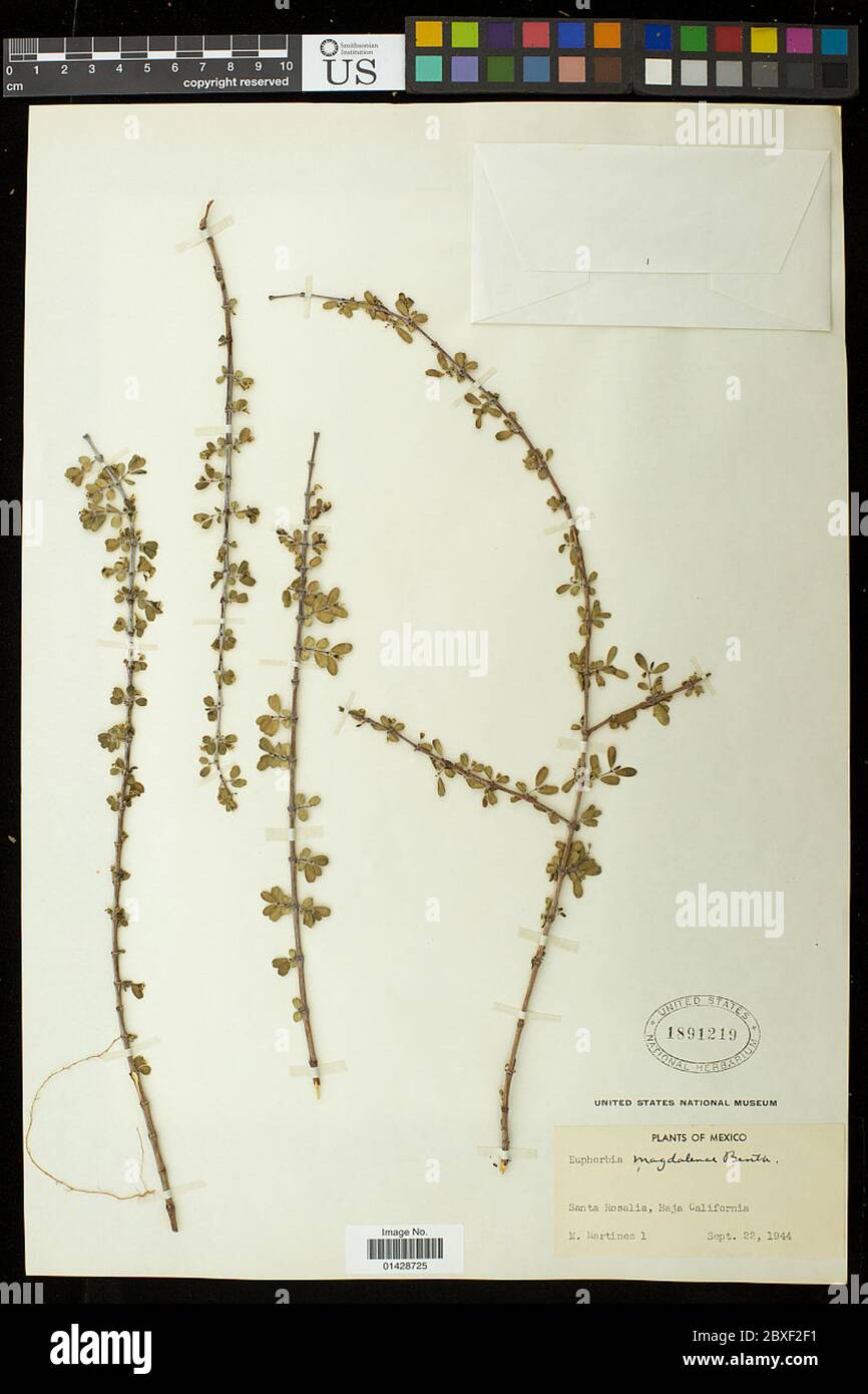 Euphorbia magdalenae Benth Euphorbia magdalenae Benth. Stock Photo