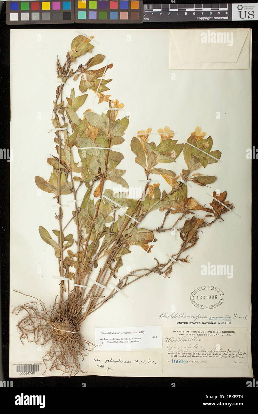 Rhabdothamnopsis sinensis Hemsl Rhabdothamnopsis sinensis Hemsl. Stock Photo
