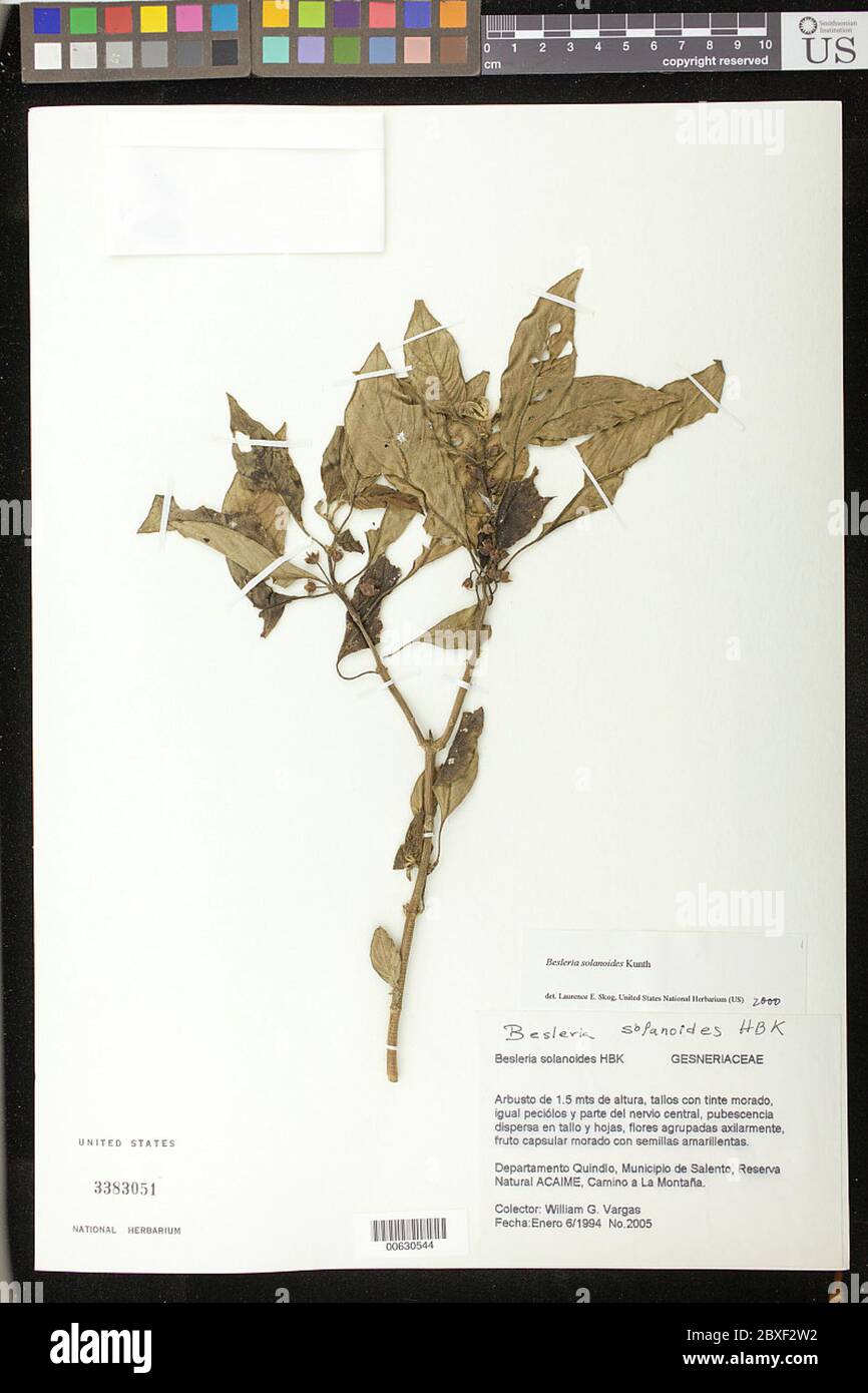 Besleria solanoides Kunth var solanoides Besleria solanoides Kunth var solanoides. Stock Photo