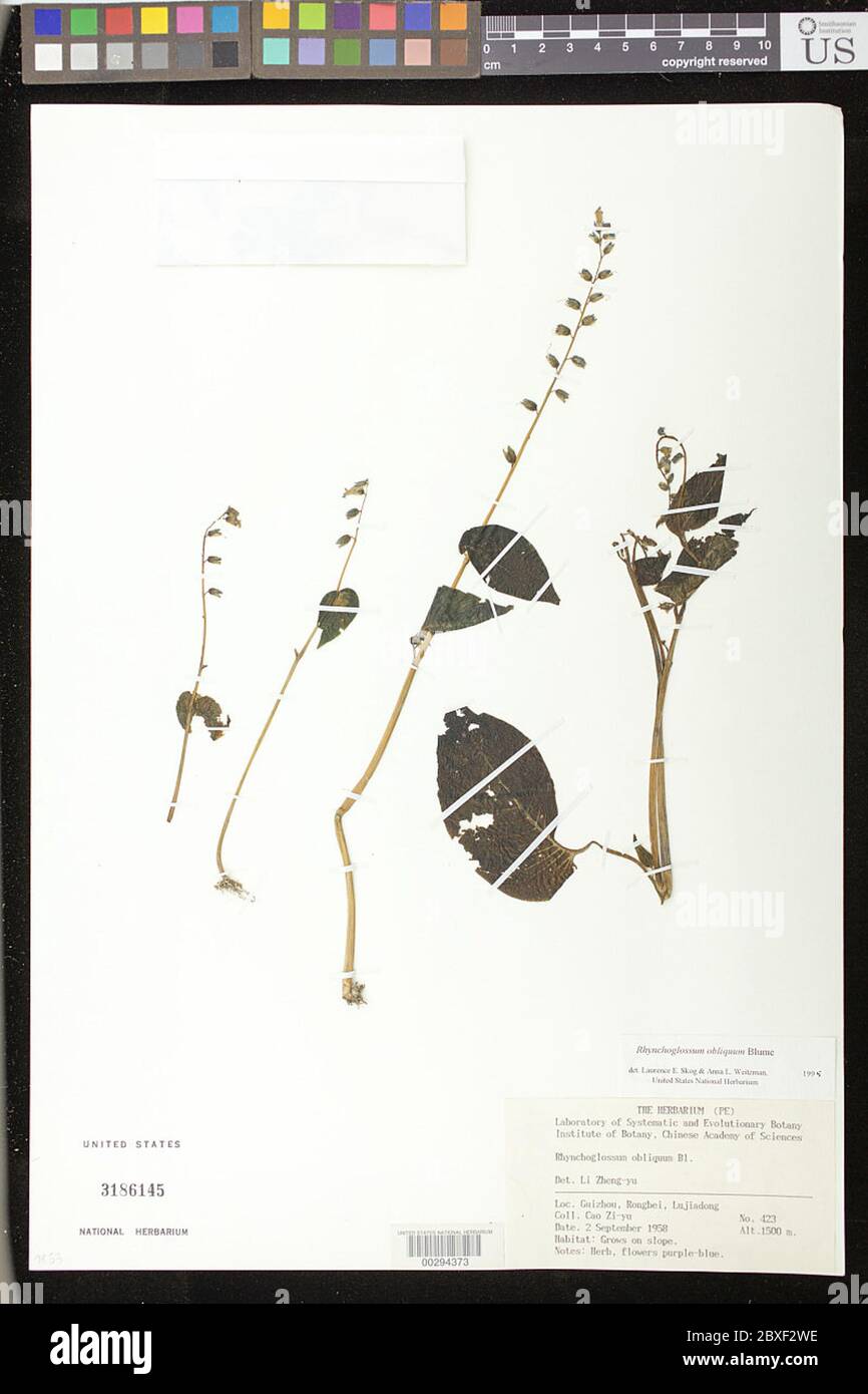 Rhynchoglossum obliquum Blume Rhynchoglossum obliquum Blume. Stock Photo