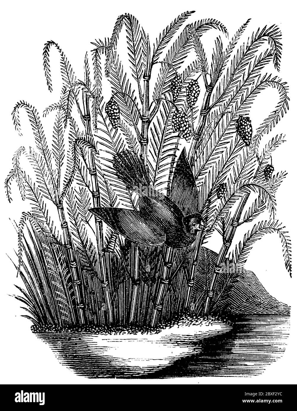 sweet flag or calamus / Acorus calamus / Kalmus (biology book, 1881) Stock Photo