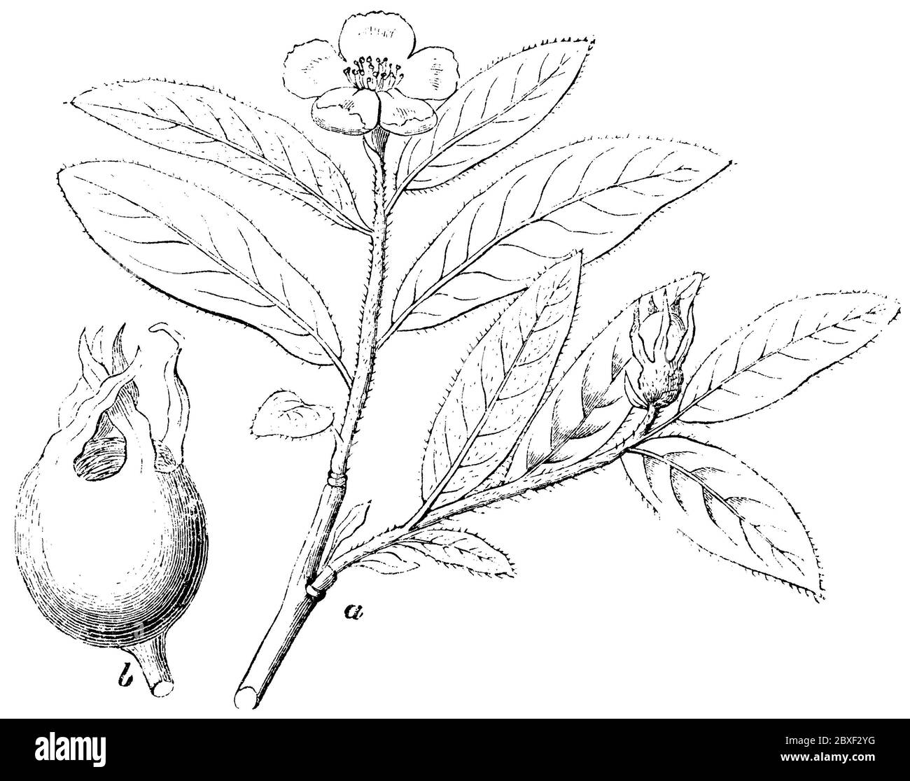 medlar / Mespilus germanica / Mispel (encyclopedia, 1893) Stock Photo