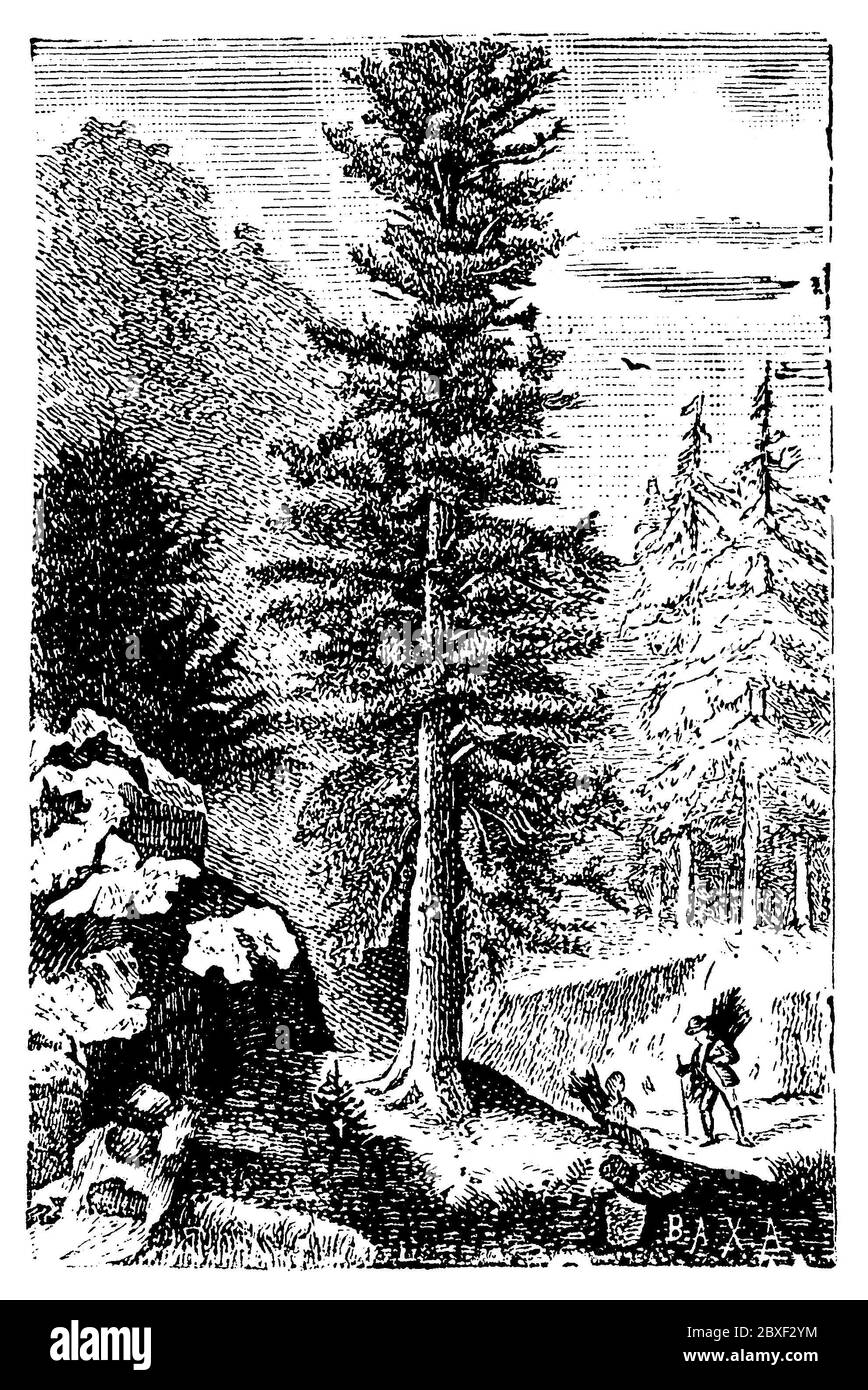 European silver fir or silver fir / Abies alba Syn. Picea alba / Weißtanne (picture book, 1881) Stock Photo