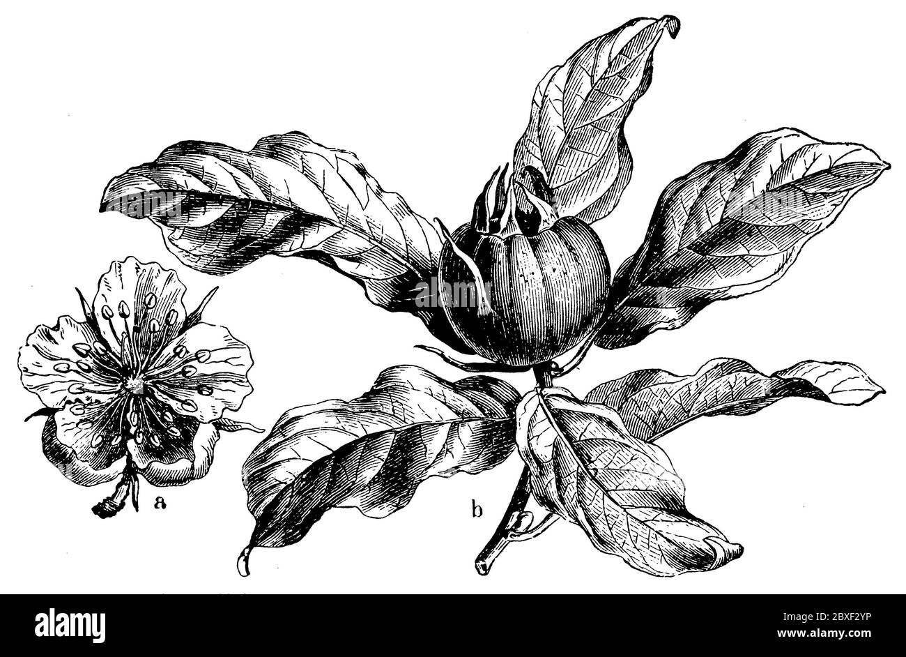 medlar / Mespilus germanica / Mispel (botany book, 1898) Stock Photo