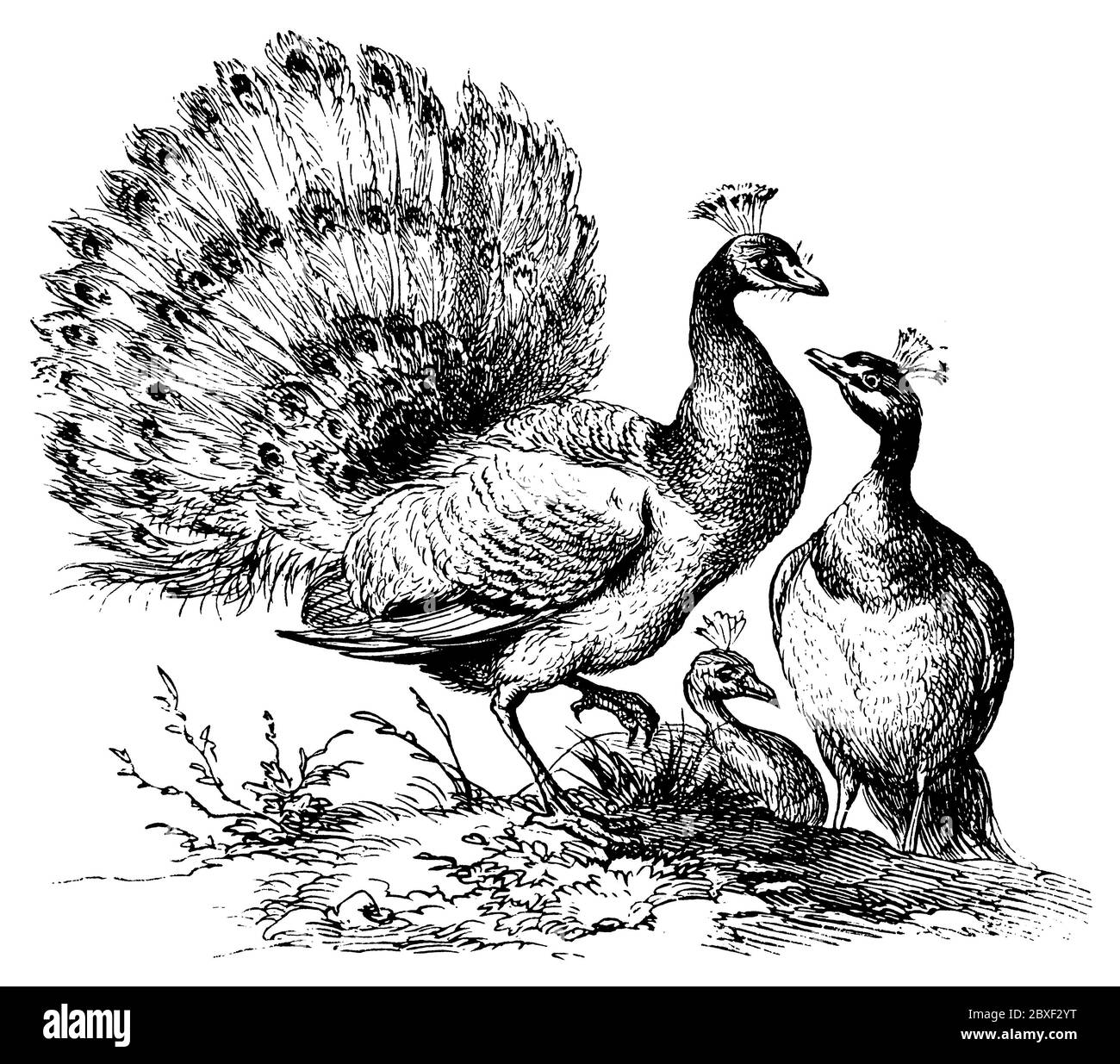 peafowl / Pavo cristatus / Pfau (biology book, ca. 1900) Stock Photo