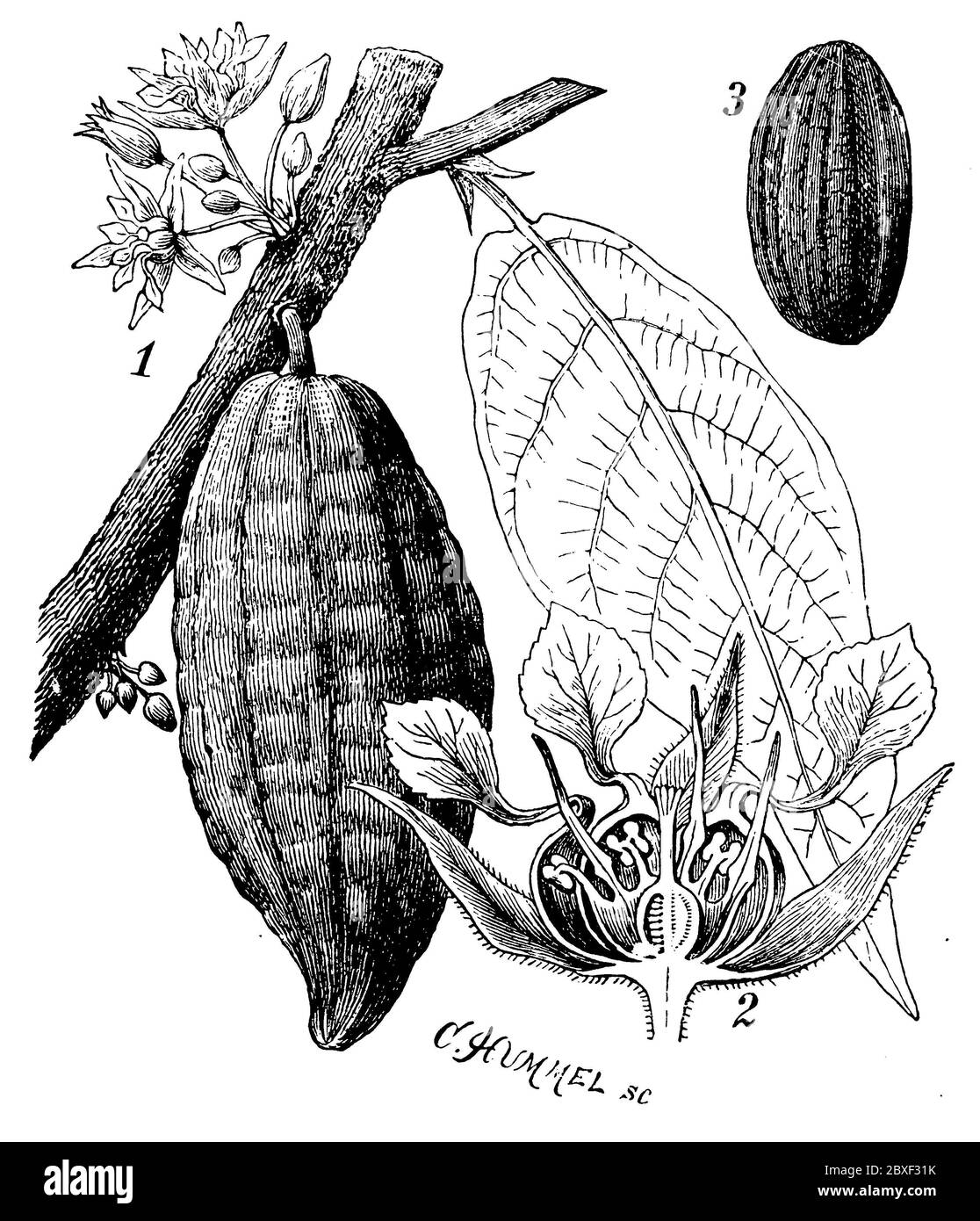 Cacao tree / Theobroma cacao / Kakao (agricultural book, 1927) Stock Photo