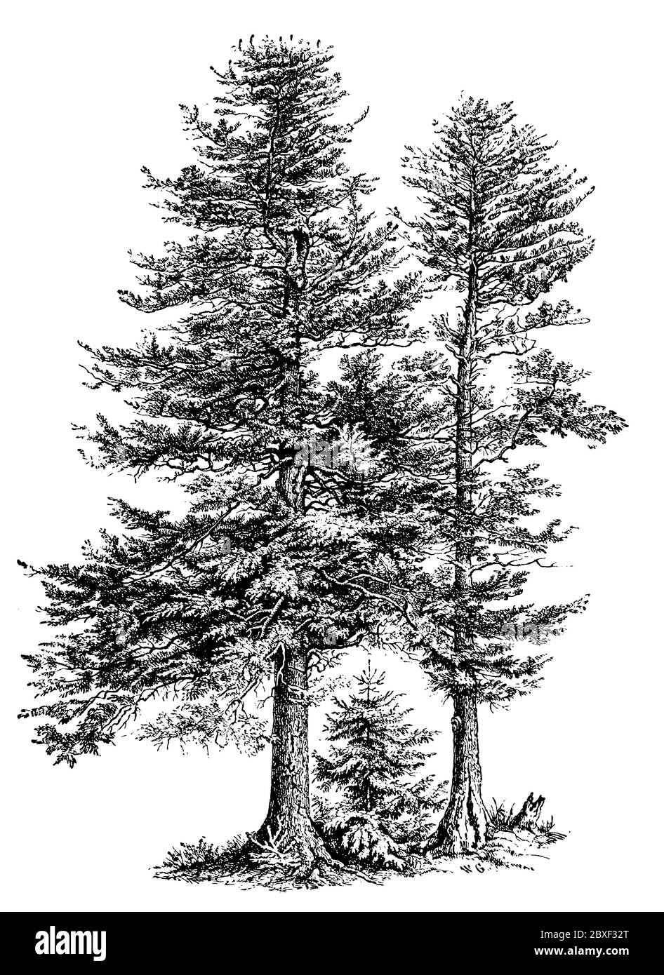 European silver fir or silver fir / Abies alba Syn. Picea alba / Weißtanne (encyclopedia, 1898) Stock Photo