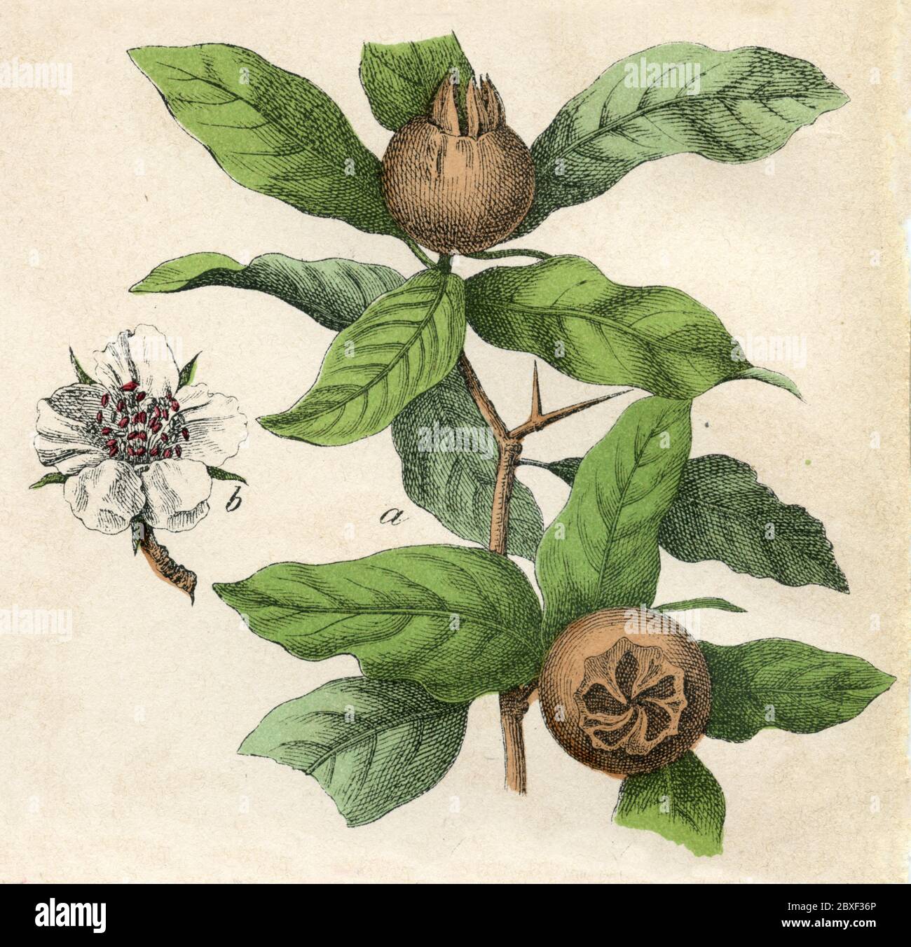 medlar / Mespilus germanica / Mispel (botany book, 1879) Stock Photo