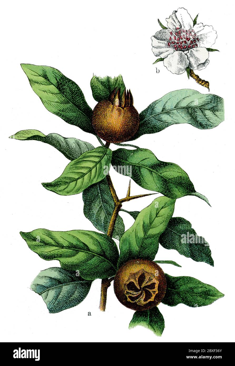 medlar / Mespilus germanica / Mispel (botany book, 1909) Stock Photo