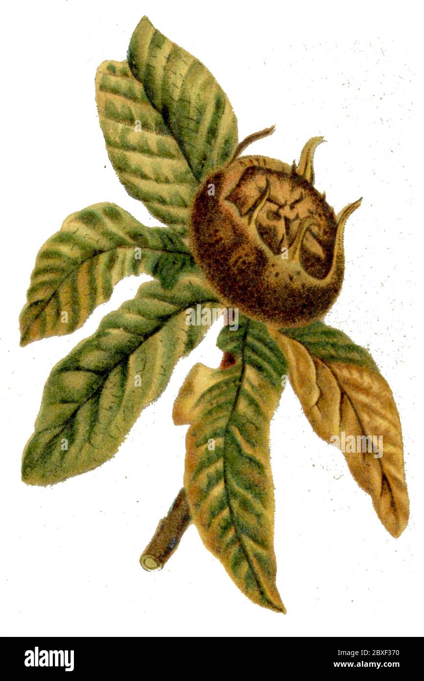 medlar / Mespilus germanica / Mispel (, 1898) Stock Photo