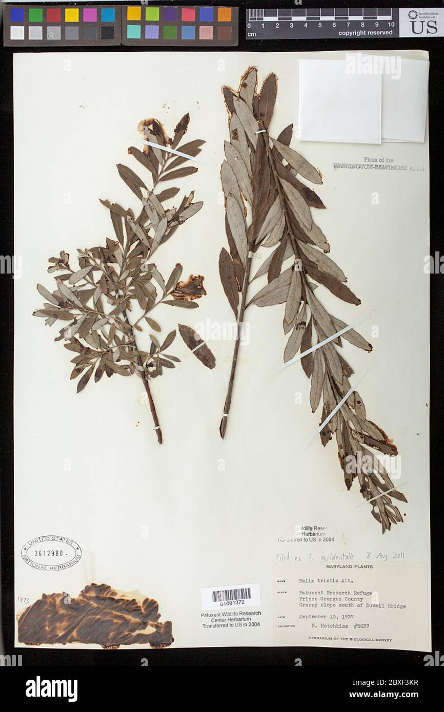 Salix occidentalis Walter Salix occidentalis Walter Stock Photo Alamy