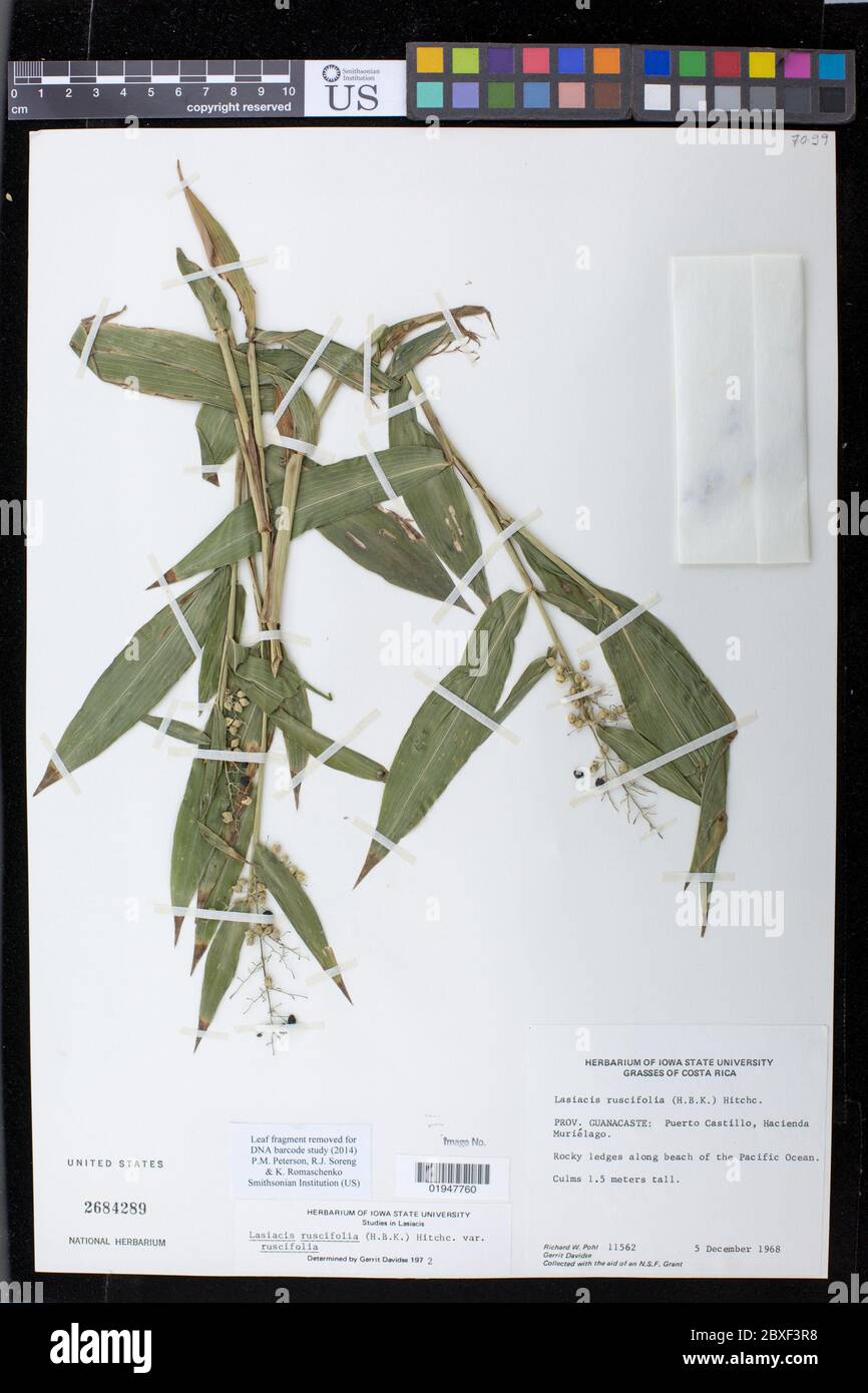 Lasiacis ruscifolia var ruscifolia Kunth Hitchc Lasiacis ruscifolia var ruscifolia Kunth Hitchc. Stock Photo