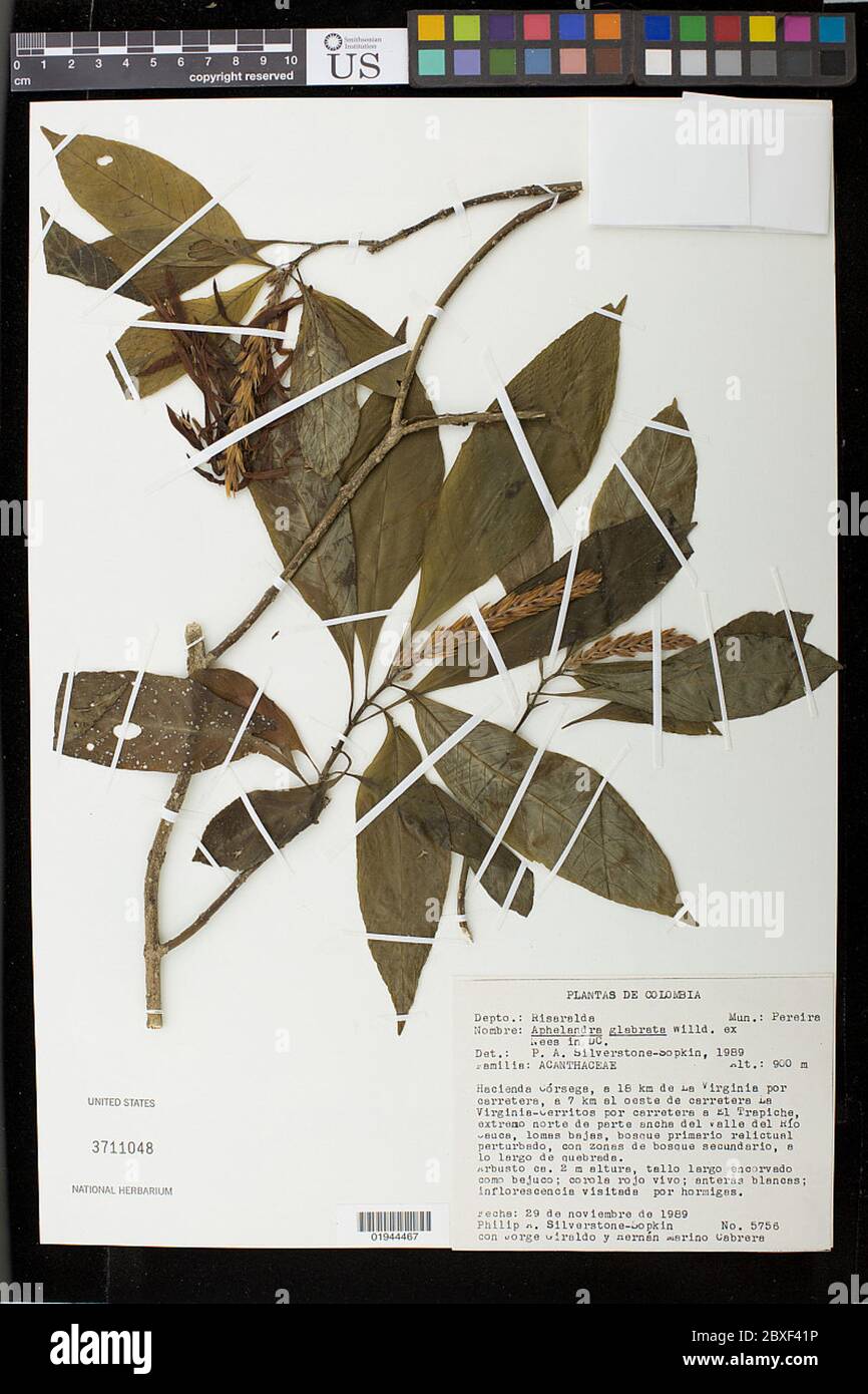 Aphelandra glabrata Willd ex Nees Aphelandra glabrata Willd ex Nees. Stock Photo