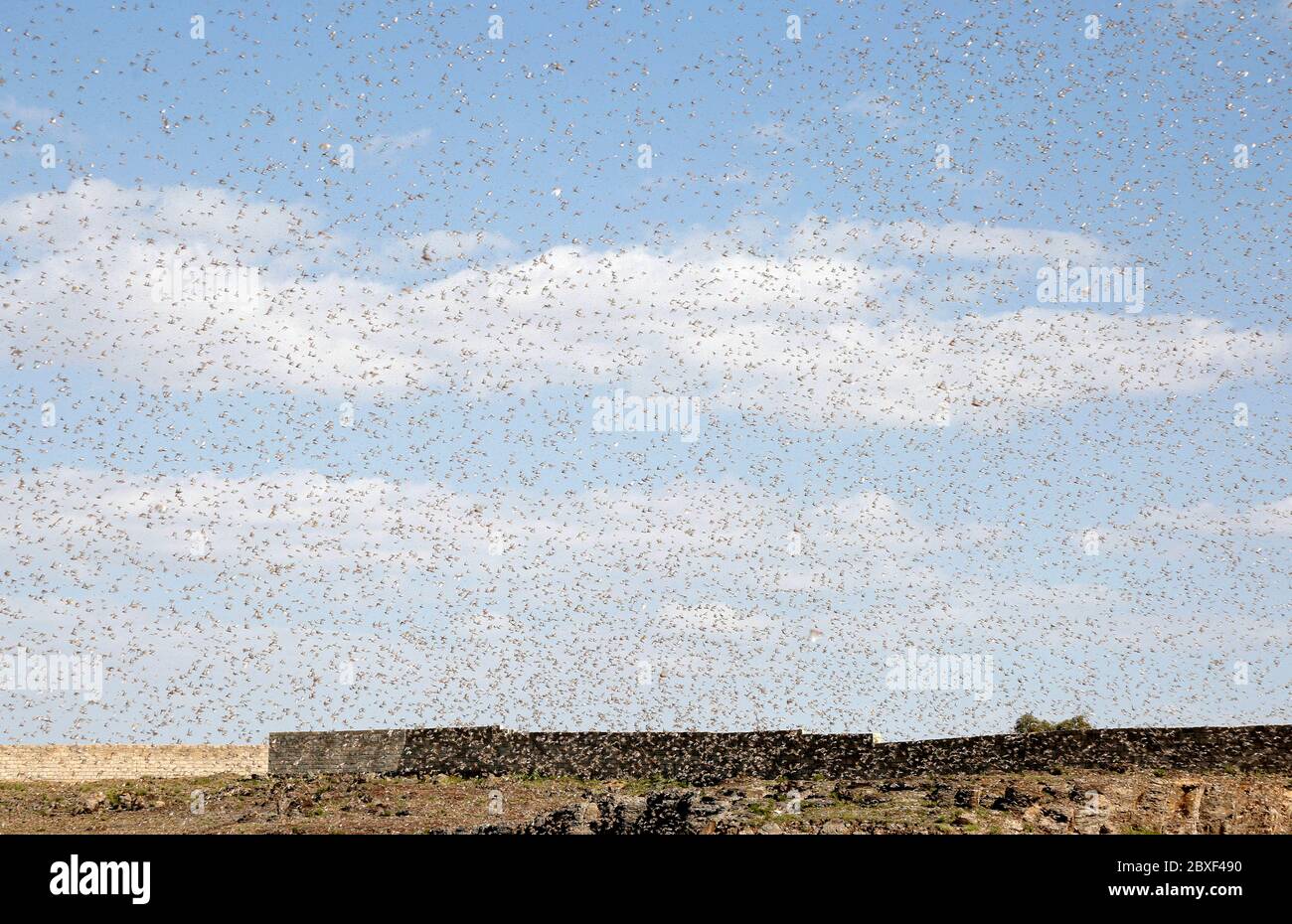 Dhamar, Yemen. 6th June, 2020. Locusts are seen in the air as they arrive at a cultivation area in Dhamar province, Yemen, on June 6, 2020. Credit: Mohammed Mohammed/Xinhua/Alamy Live News Stock Photo
