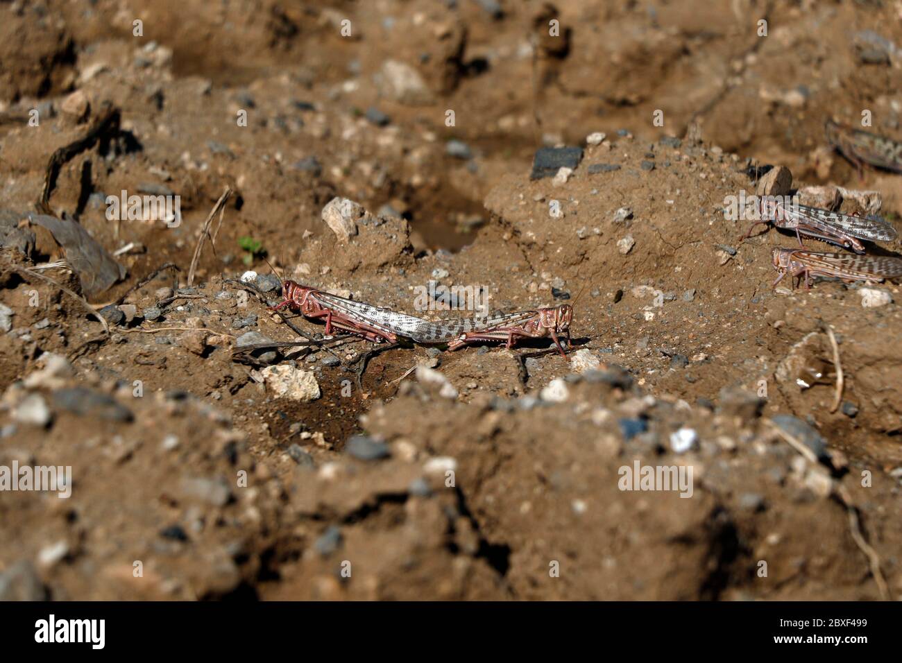 Dhamar, Yemen. 6th June, 2020. Locusts are seen on the ground as they arrive at a cultivation area in Dhamar province, Yemen, June 6, 2020. Credit: Mohammed Mohammed/Xinhua/Alamy Live News Stock Photo