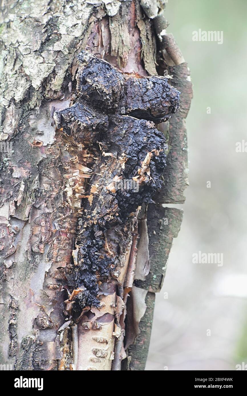 Inonotus obliquus, commonly known as chaga, a medicinal fungus from Finland Stock Photo