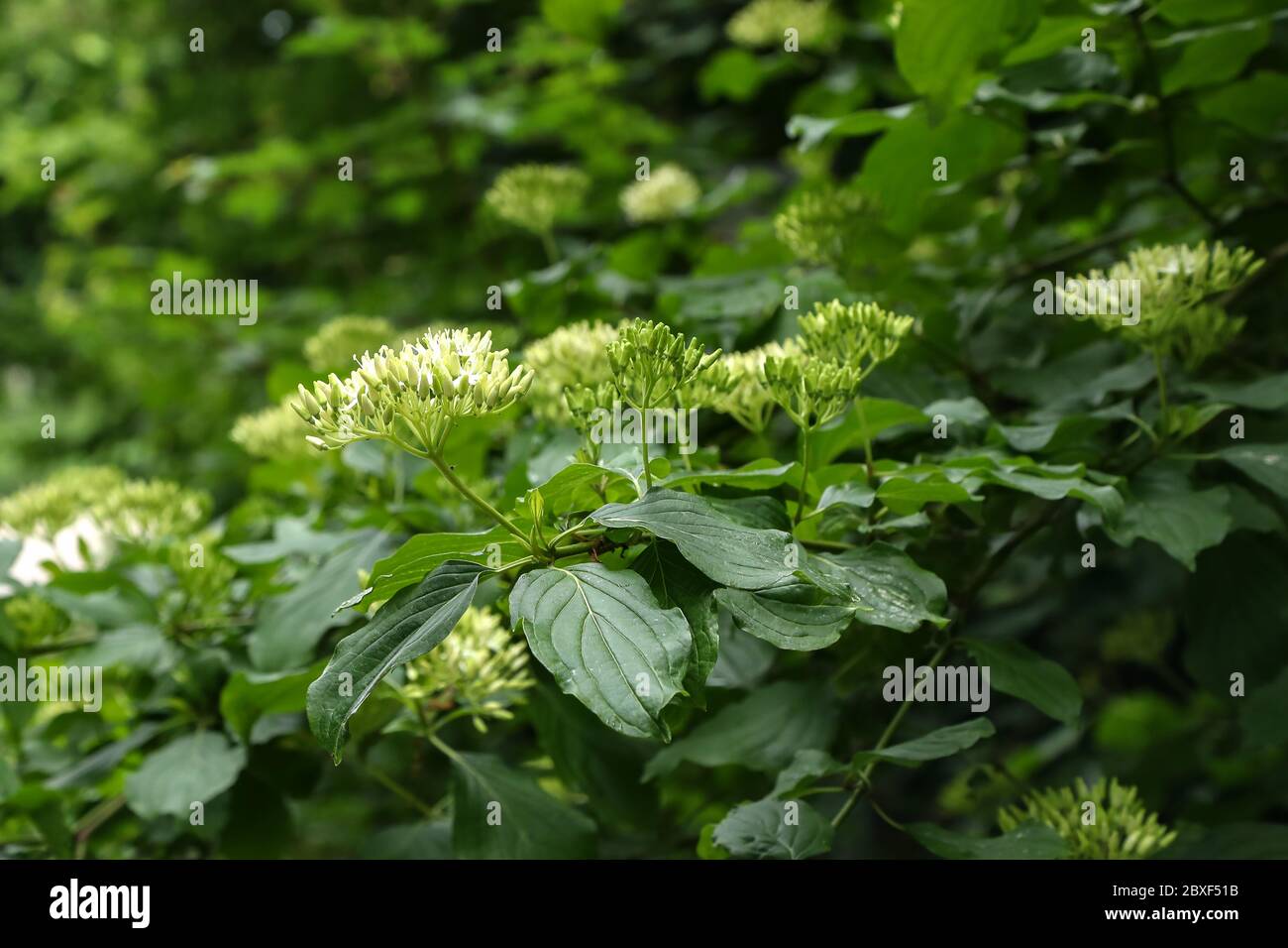 Cornus controversa in bloom in the arboretum Stock Photo