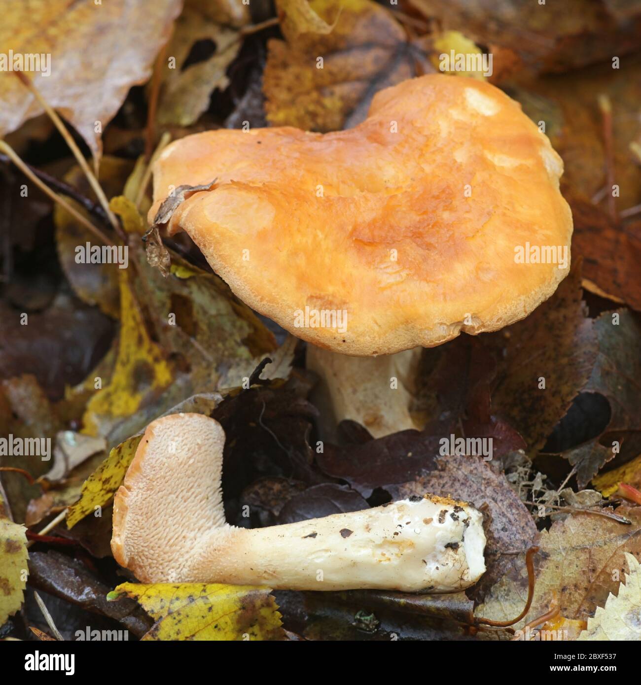 Hydnum rufescens (Hydnum rufescens coll.), commonly known as the terracotta hedgehog, wild mushroom from Finland Stock Photo